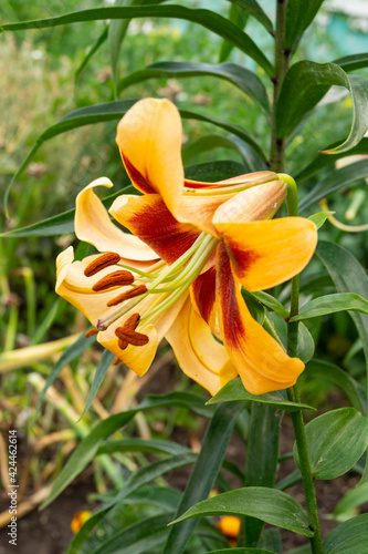Lily, flower in the garden, ornamental flowerbed. Photo in the natural environment.