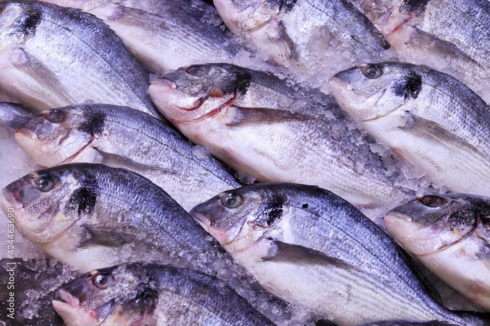 Fresh chilled fish at the grocery market 