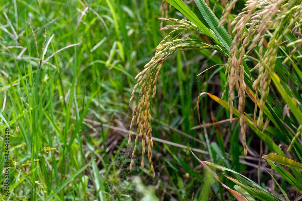 Rice plant on the field, selected focus, natural background