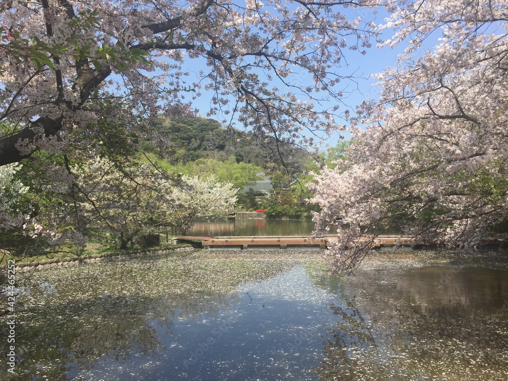 sakura blooming