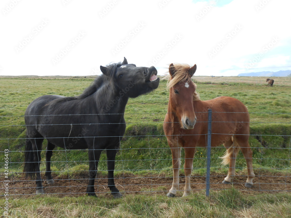 アイスランドの馬