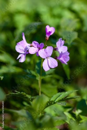 meadow flowers, summer meadow, nature background