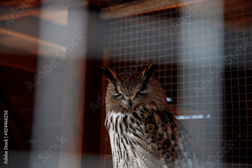 Eagle-owl at his aviary in the zoo. photo