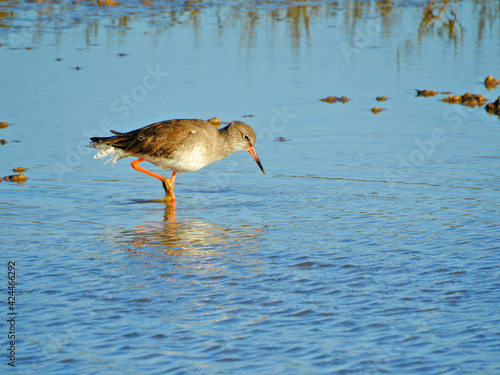 Принти на полотні Common Redshank at Rye Harbour