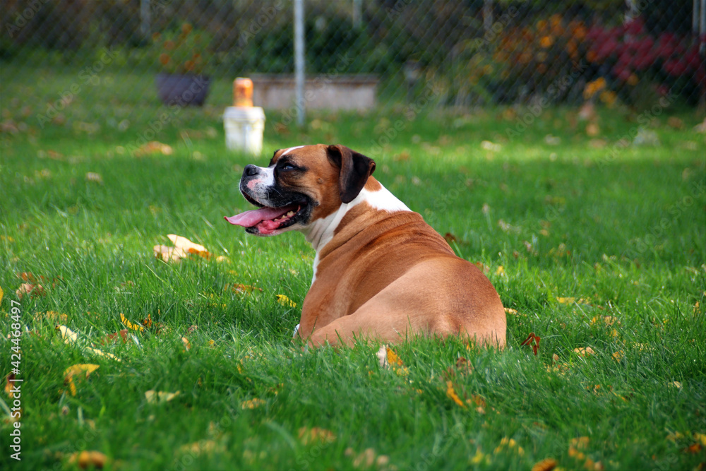 a boxer dog a boxer dog