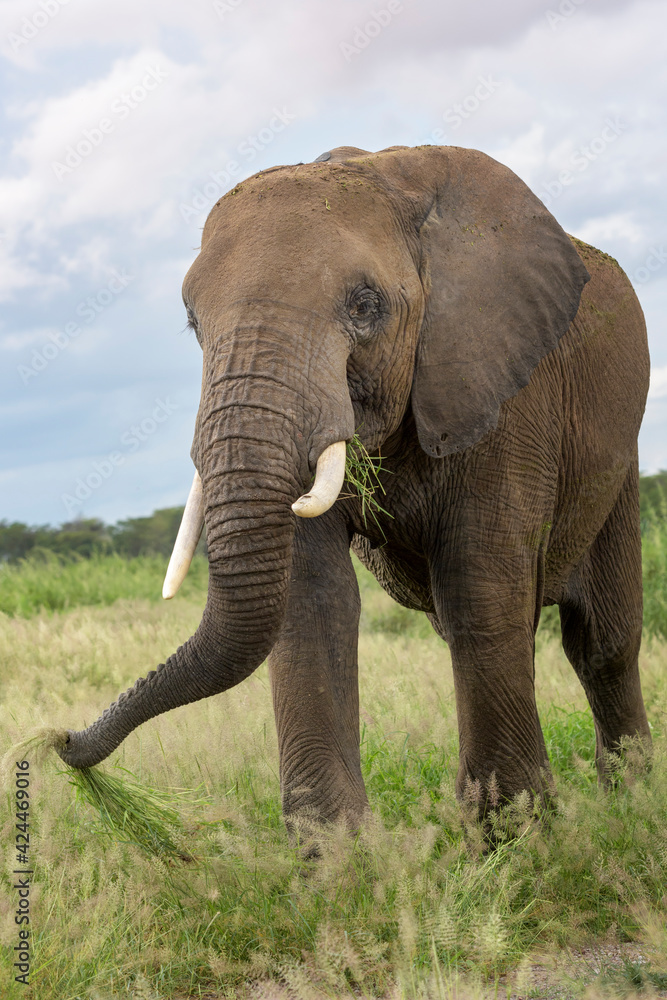 Obraz premium African elephant (Loxodonta africana) bull eating grass close by, Amboseli national park, Kenya.