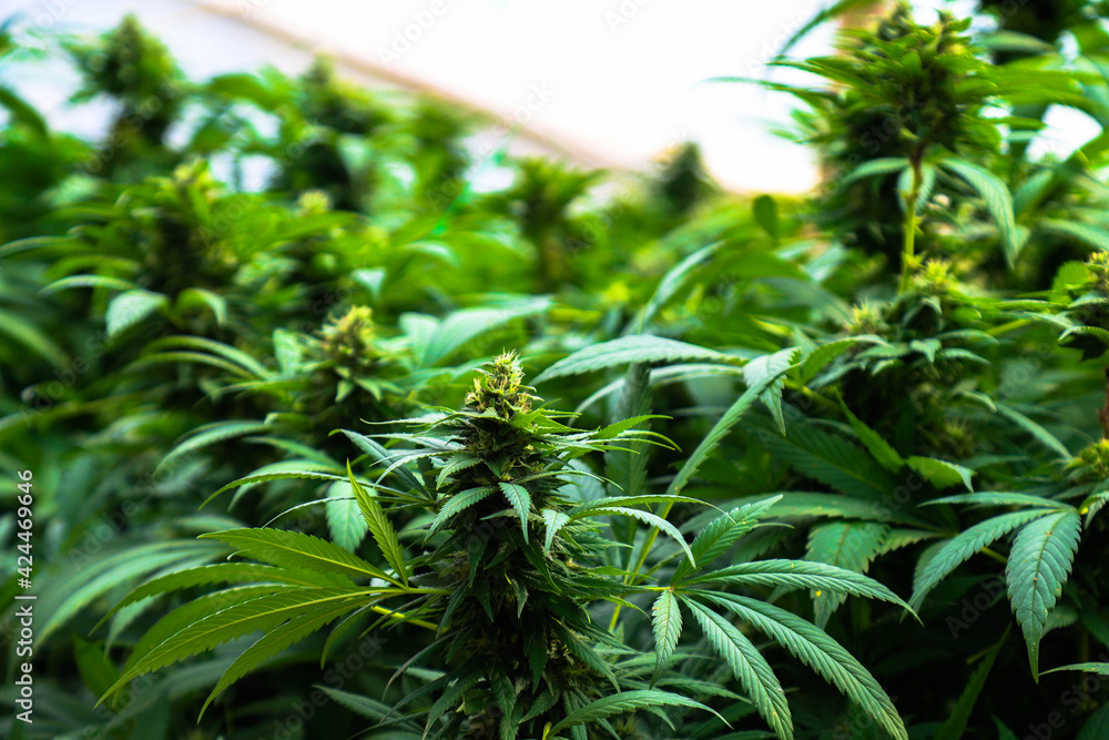 Medicinal Cannabis - Plantation