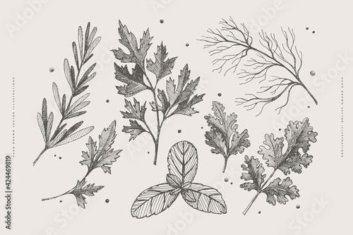 Hand-drawn set of herbs for cooking. Dill, parsley, mint, cilantro, rosemary on a light isolated background. Organic food concept. Vector illustration.