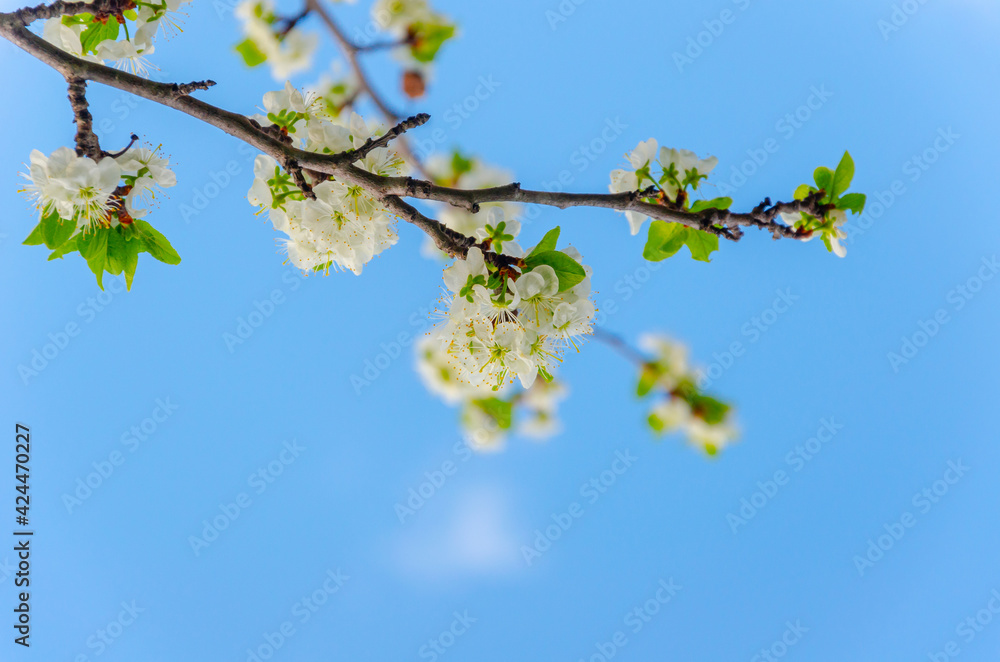 Blooming white flowers on a plum branch Blooming white flowers on a plum branch