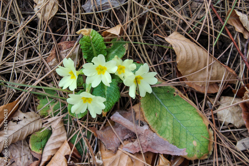 Photography Primrose