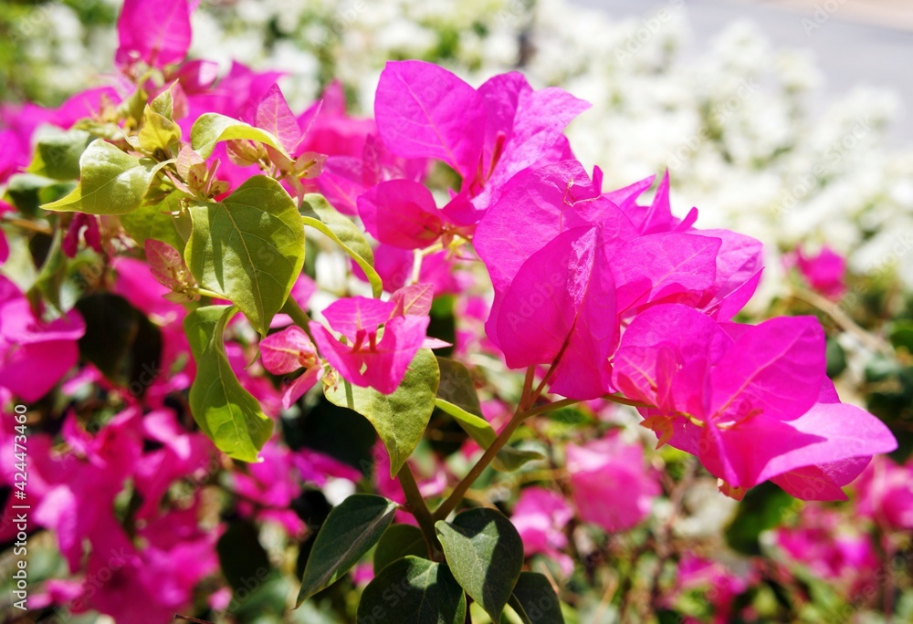 Naklejka premium Bright pink bougainvillea flowers close up. 