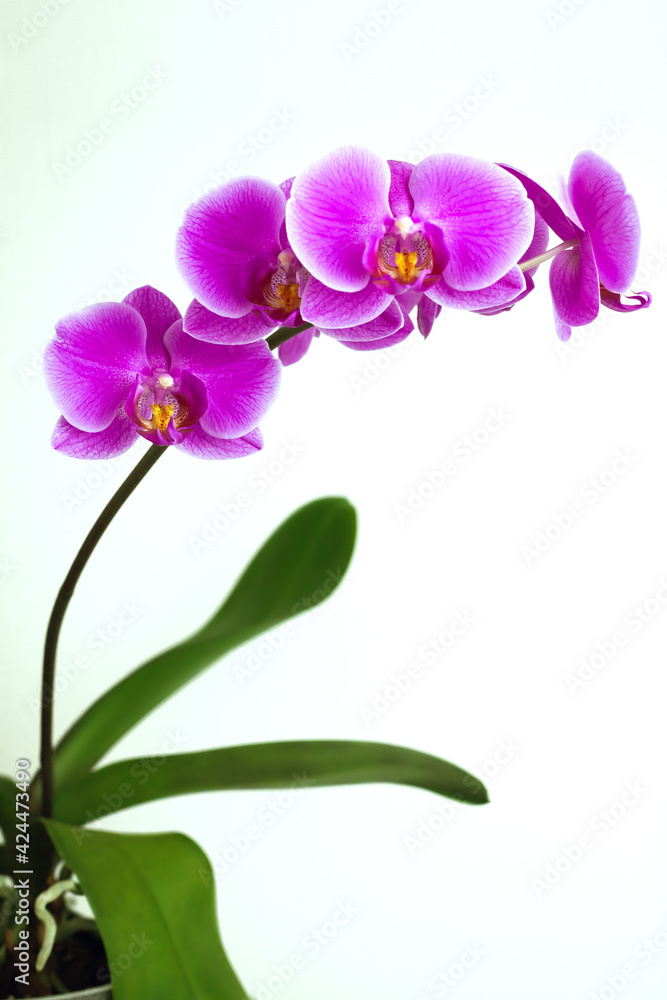 Purple Phalaenopsis orchid on a white background. Close-up. Purple Phalaenopsis orchid on a white background. Close-up.