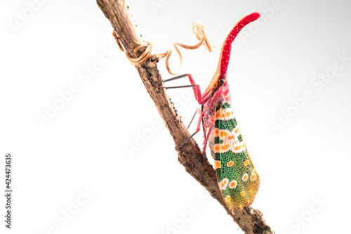 Lantern bug or Lantern fly on branch of tree. Pyrops Candelaria  in high definition on white background