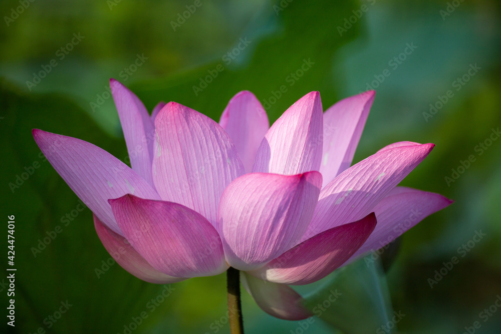 lotus and leaf