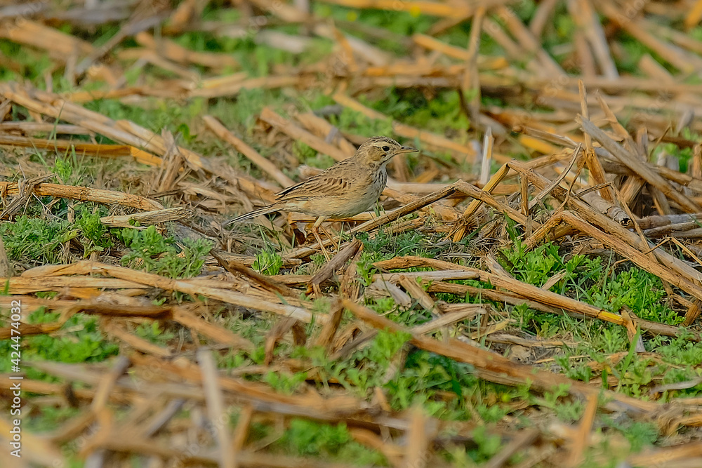 Paddyfield Pipit