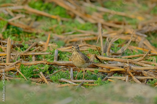 Paddyfield Pipit