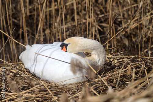 A Mute Swan (cygnus olor) in the Ziegeleipark, Heilbronn, Germany, Europe photo