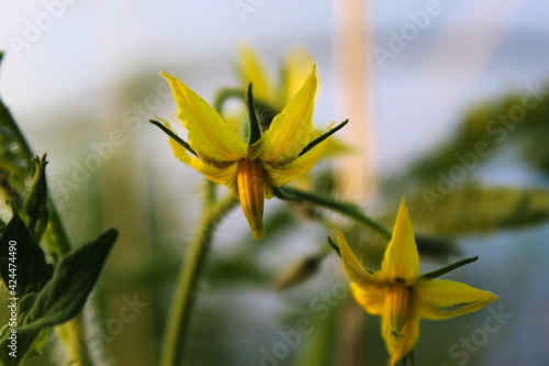 Picture of a tomato flower in a greenhouse. © Mahir