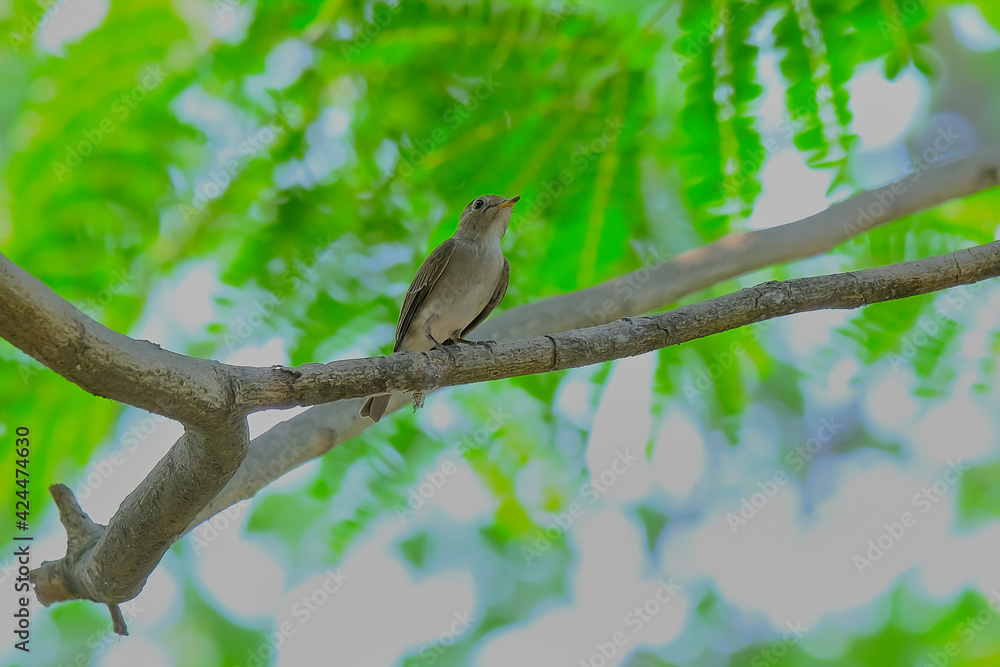 Fototapeta premium Asian Brown flycatcher