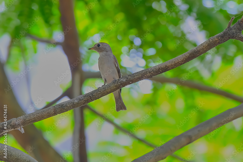 Asian Brown flycatcher Asian Brown flycatcher