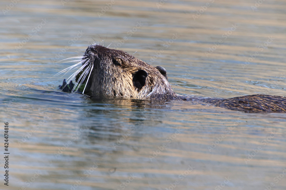 Fototapeta premium Nutria (myocastor coypus) in a Park, Heilbronn, Germany