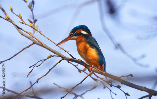A Common Kingfischer (alcedo atthis) in the Reed, Heilbronn, Germany © Marc Stephan