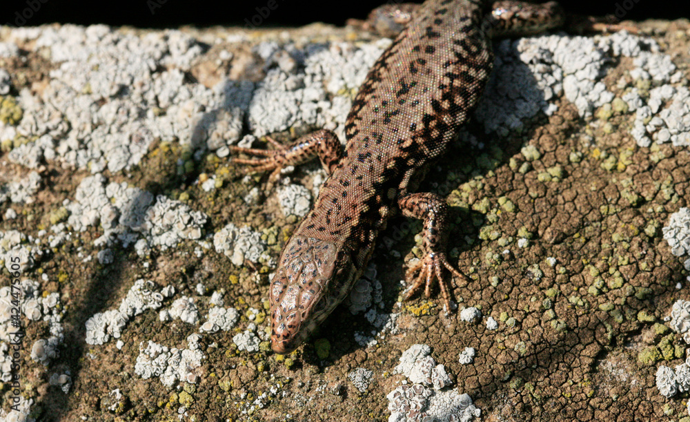 Obraz premium Wall Lizard at a wall, Wartberg, Heilbronn, Germany, Europe