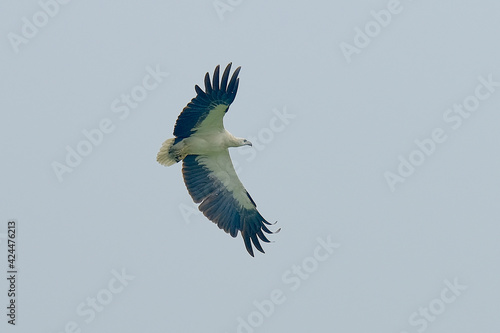 White-bellied Sea-Eagle