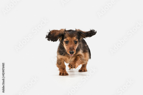 Cute puppy, dachshund dog posing isolated over white background