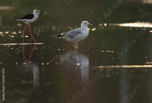 A Black-winged Stilt and selender-billed gull with reflection on water at Hamala, Bahrain
