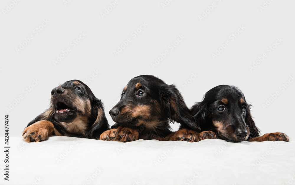 Cute puppies, dachshund dogs posing isolated over white background - obrazy, fototapety, plakaty 