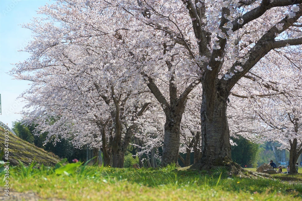 Naklejka premium 雑草と桜