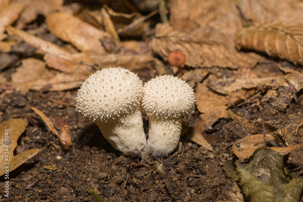 Forest mushrooms in the grass. Forest mushroom, forest mushroom photo Forest mushrooms in the grass. Forest mushroom, forest mushroom photo