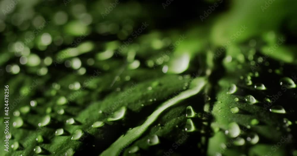 Water flows down the green leaf of the plant. Close-up Water flows down the green leaf of the plant. Close-up