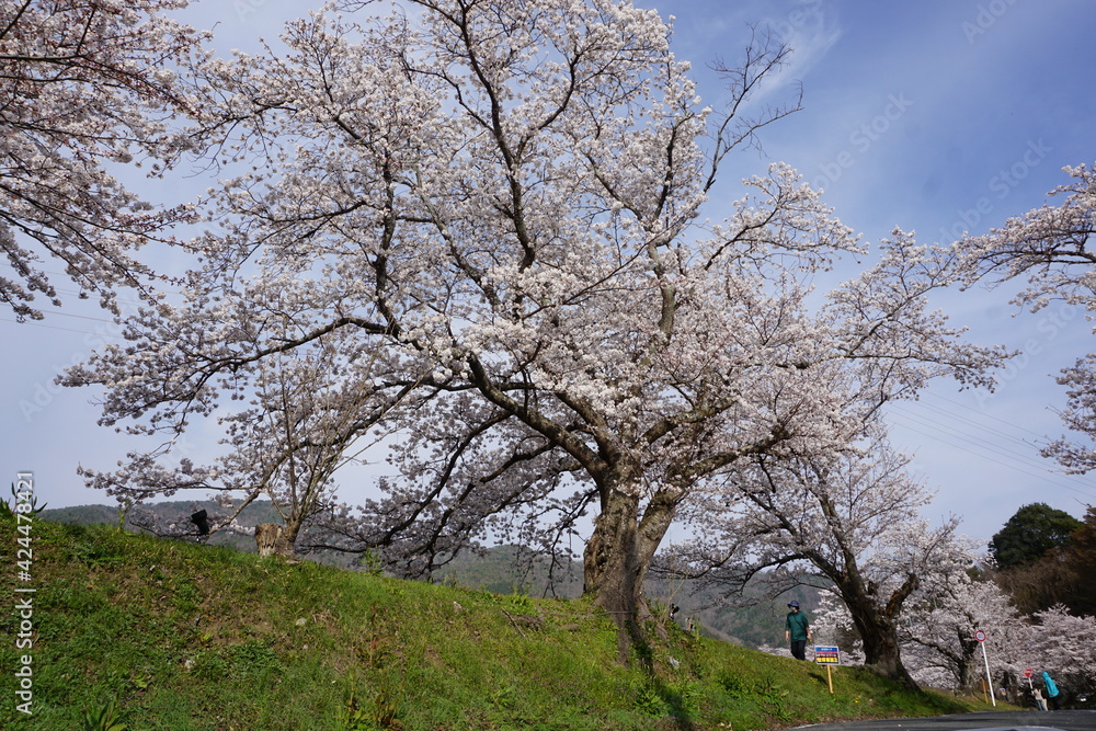 桜の木