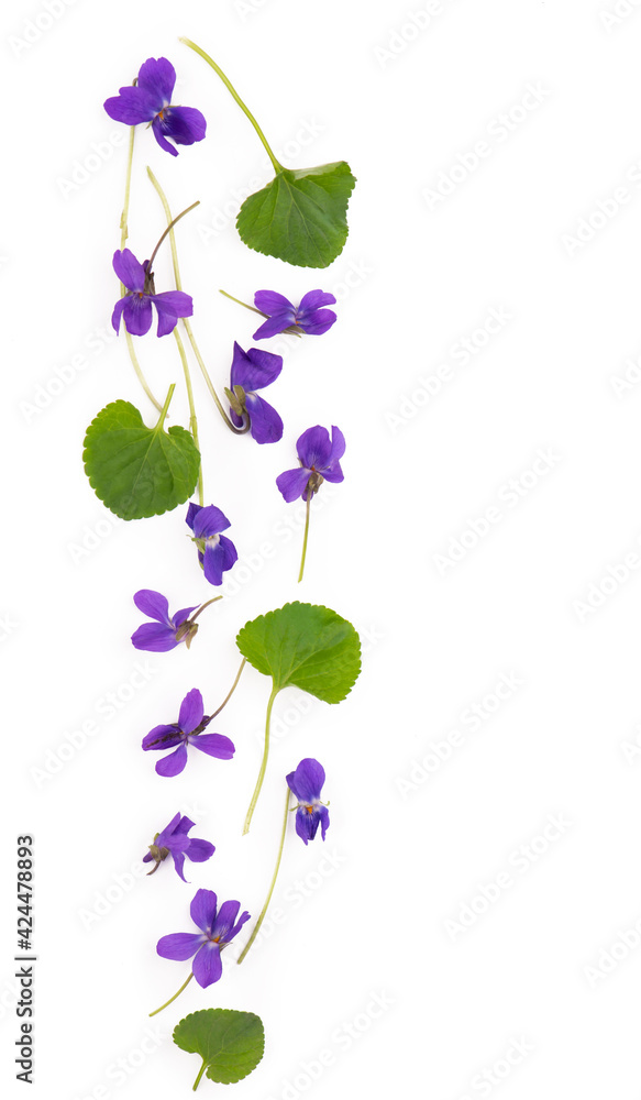 Green leaf and flowers of Wood violet Viola odorata isolated on white background. Green leaf and flowers of Wood violet Viola odorata isolated on white background.