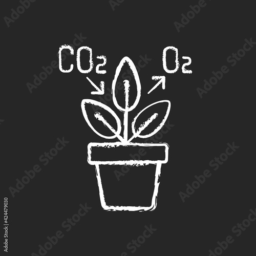 Air purifying plant chalk white icon on black background. Plants clean the air through the process of photosynthesis. Oxygen level increasing. Isolated vector chalkboard illustration