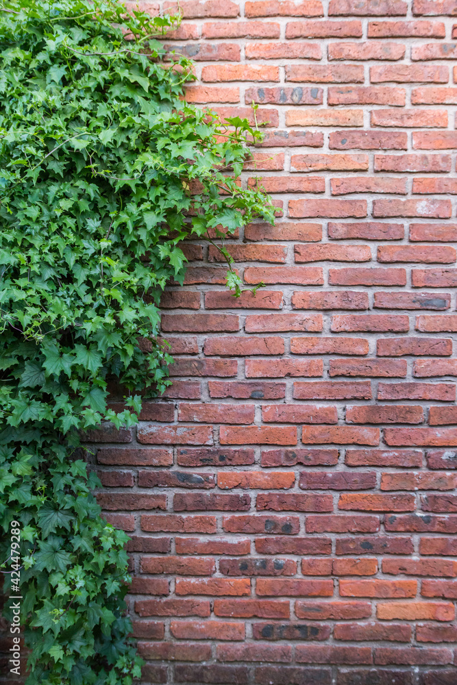 Neighborhood concept in a vertical background. Old bricks and a plant, house facade backdrop, nature and urban Neighborhood concept in a vertical background. Old bricks and a plant, house facade backdrop, nature and urban