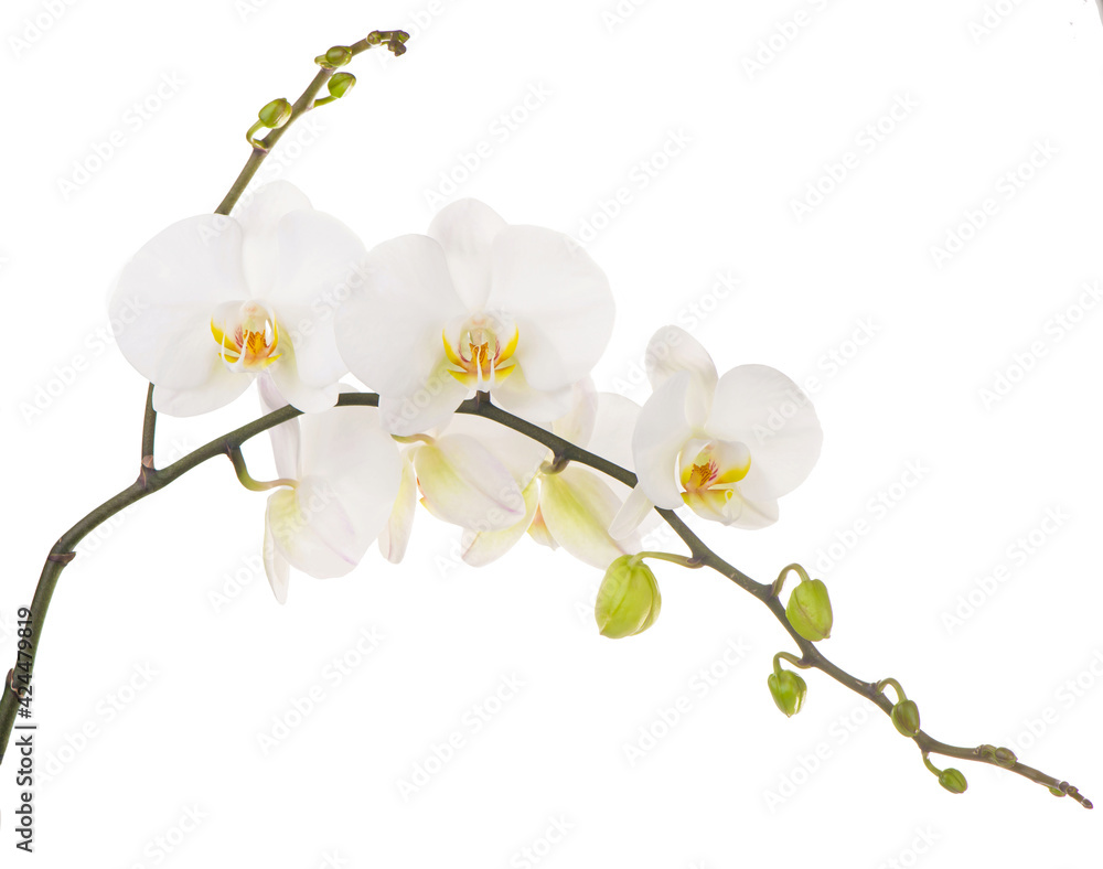 Obraz premium Macro photo of white orchid. Phalaenopsis isolated on white background