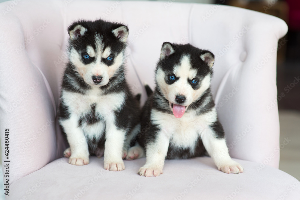 Two young, cute husky puppies on an armchair in an interior studio