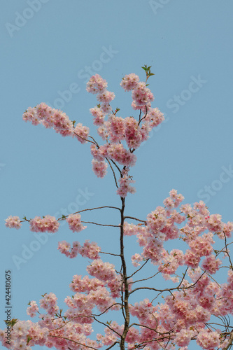 Cherry blossom tree branch in spring against pale blue sky