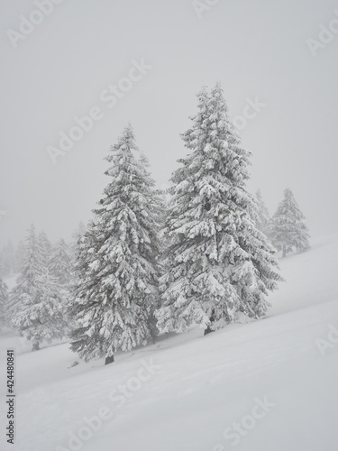 snow-covered fir trees during severe snow storm