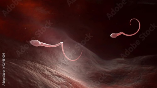 Male sperm cells floating to ovule in fallopian tube. 3D animation photo