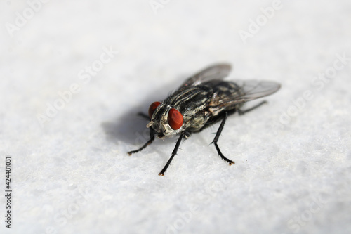 macro photo of housefly facing back