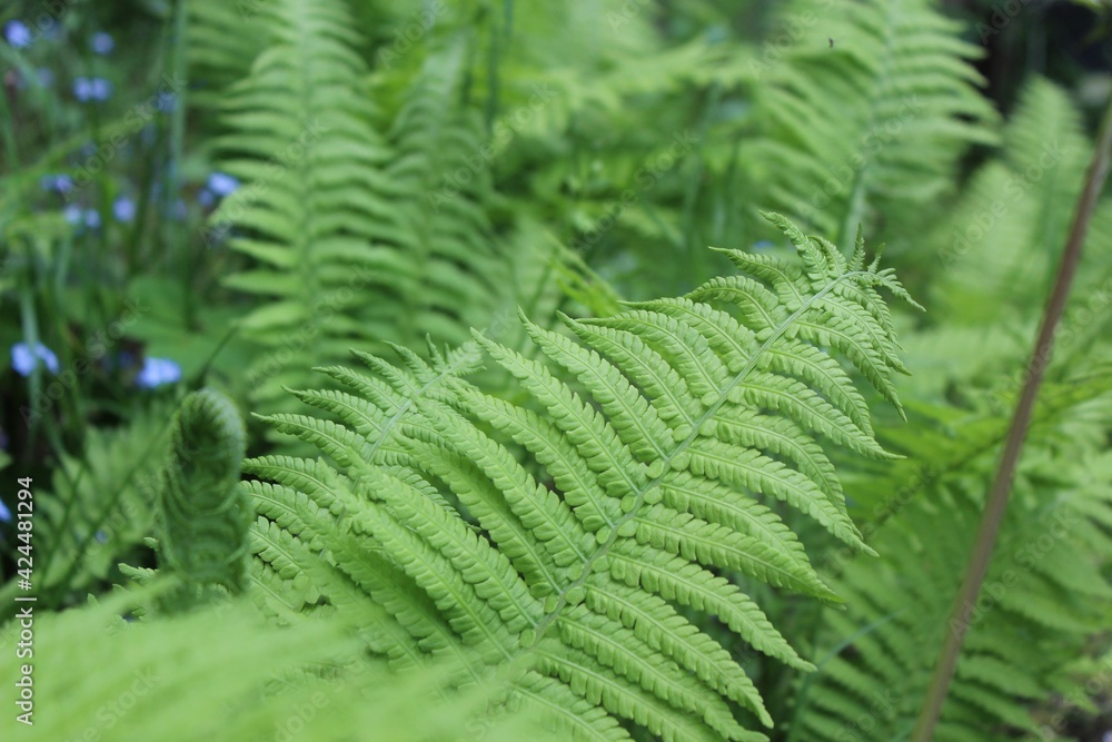 fern leaves fern leaves
