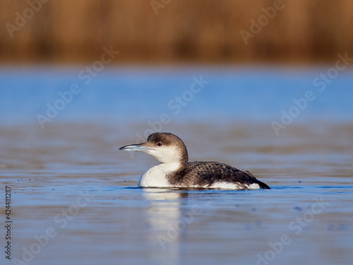 Black-throated diver (Gavia arctica) in natural habitat photo