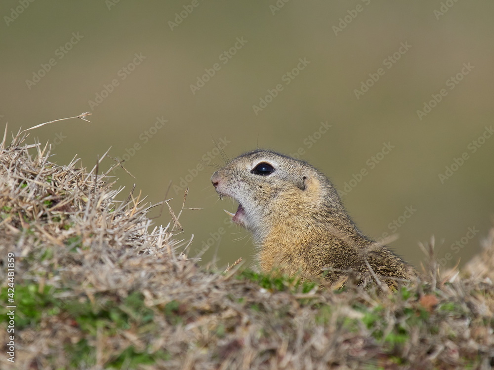 Fototapeta premium European ground squirrel in natural habitat (Spermophilus citellus)