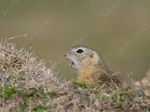 European ground squirrel in natural habitat (Spermophilus citellus)