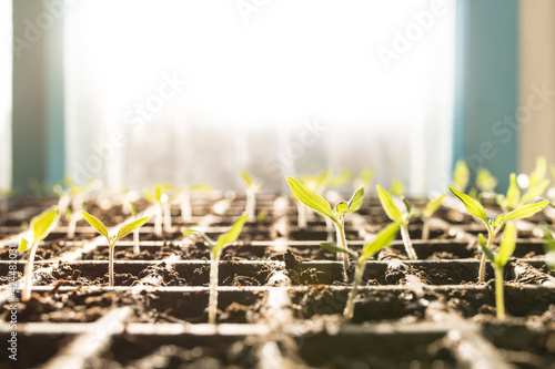 Little seedling of tomatoes. Growing seedling at homw on a sill. photo