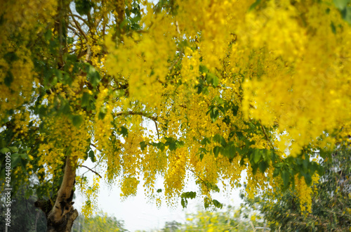 Selective focus of the yellow flower with beauty bokeh